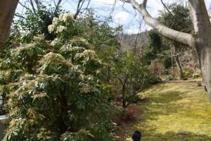 20170208　アセビの花が咲きました (1)